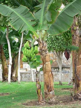 GreenyOn Banana Plant
