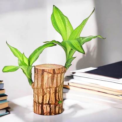 crockdile Bamboo Palm Plant