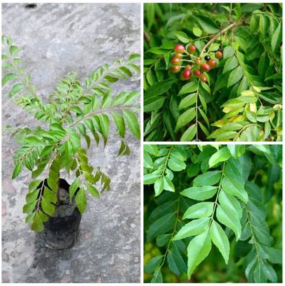 Cloud Farm Curry Leaf Plant