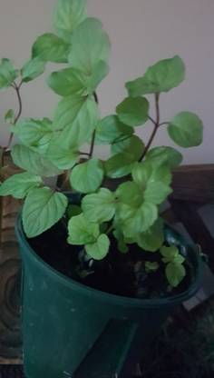 Green Era Mint Plant
