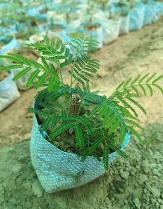 DesiFlora Shami/Jand Plant