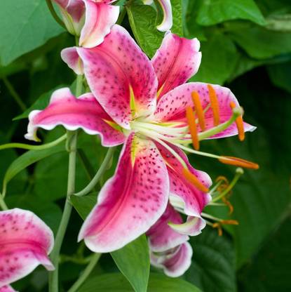DIVINE ®VG-India Pink Tiger Lily Flower Bloom 20+ Seeds Pack-LL-152 Seed