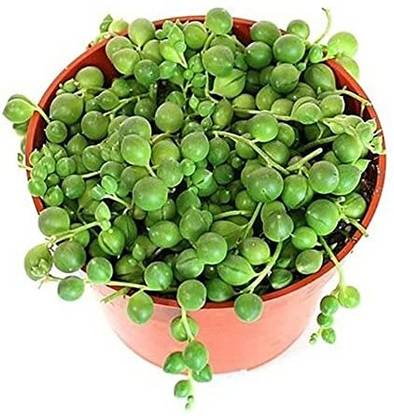 LILMEE TRADERS String of Pearls