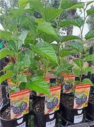GreenyOn Shahtoot/Mulberry Plant