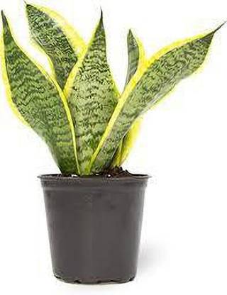 Green Tree Mart Snake Plant