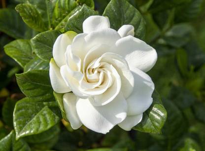 ayaan global plants Jasmine Plant Price in India - Buy ayaan global ...