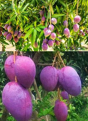 minatigreenhouse Mango Plant
