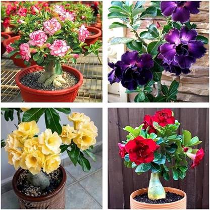 ToGon Adenium Plant