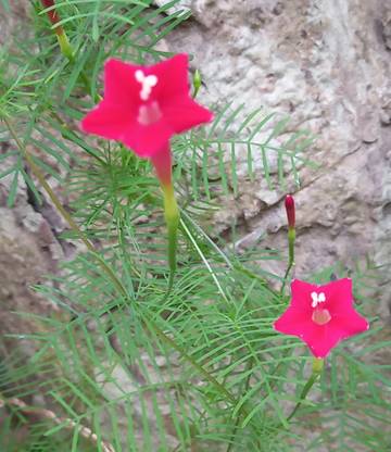 SmartCottage Star Flower Plant