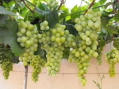 chiku Grapes Plant