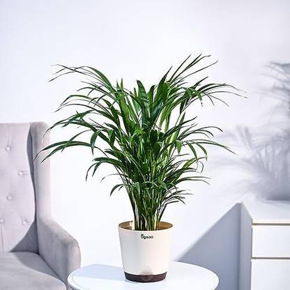 UGAOO Areca Palm