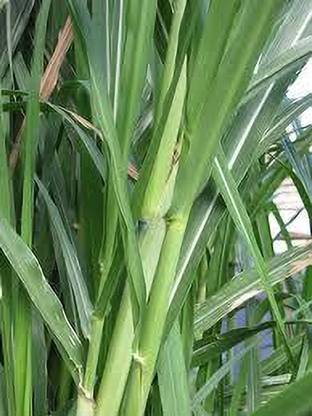 DAS ENTERPRISE NB Hybrid Napier Grass