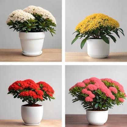Cloud Farm Trothic Ixora/Chethi Plant