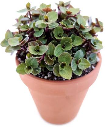 PLANT ORBIT Callisia Fragrans Plant