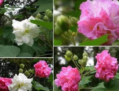 sthal padma flower Rose Plant