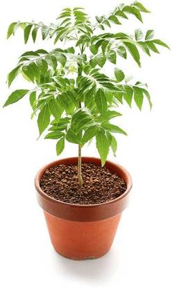 NeemPatti Neem Plant