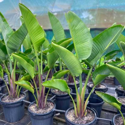 ndebnathnursery Paradise Tree Plant