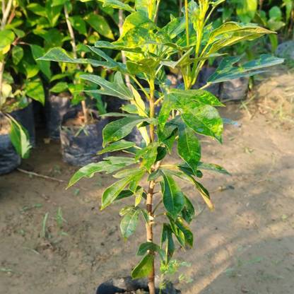 Ecoroot Jatropha