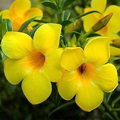 JR GLOBLE ZZ Plant