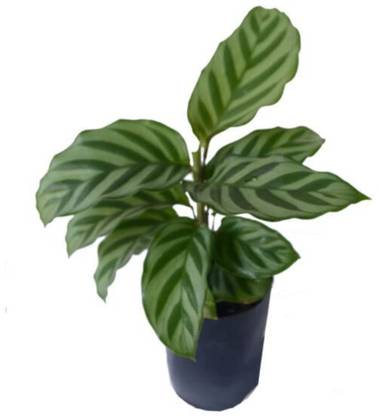 ashokavanam Calathea Freddy Plant