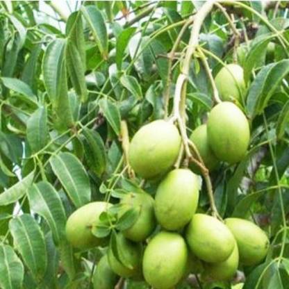 Marinetree Hog Plum Plant