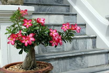 Decorate The World Adenium Plant