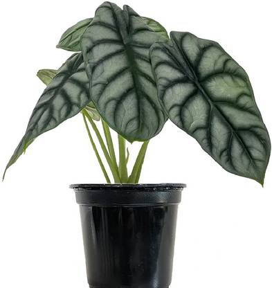 The Four Seasons Alocasia Plant