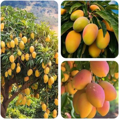 AG Plant House Mango Plant