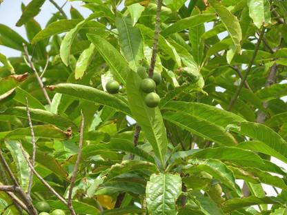 GREEN ISLAND Rudraksha Plant