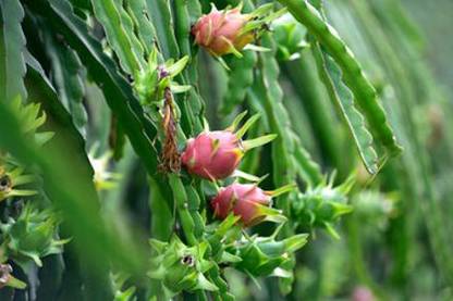 Corofitam Dragon Tree