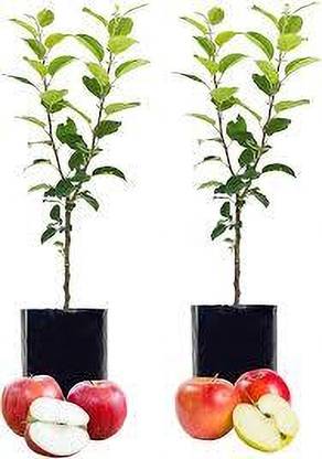 BREEZY BLOOMS Apple Plant