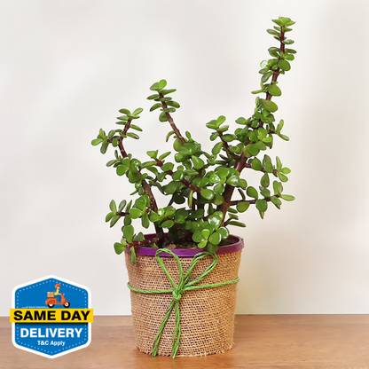 Floweraura Jade Plant