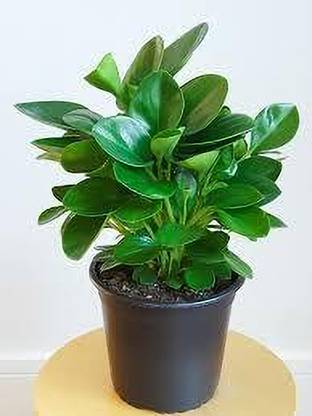 MRC Peperomia Ferreyrae Plant