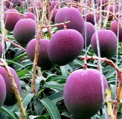 Miyazaki Mango Plant