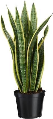 Sanseveria Snake Plant