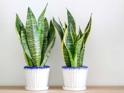 SKDIYA Snake Plant