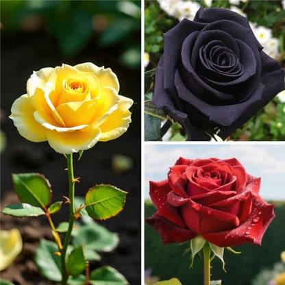 BloomShadow Rose Plant