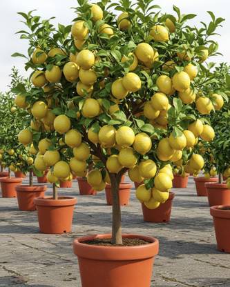 GIFTZHUB Lemon Plant