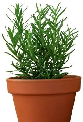 Cloud Farm Rosemary Plant