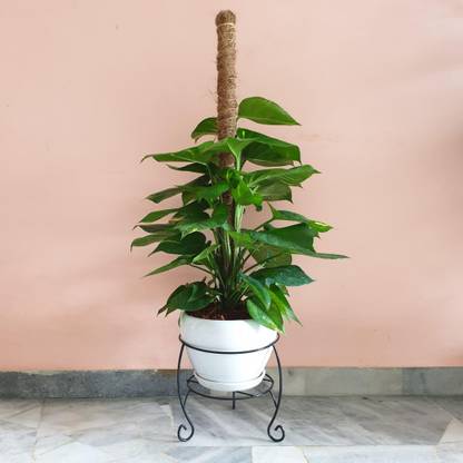 GreenyOn Money Plant
