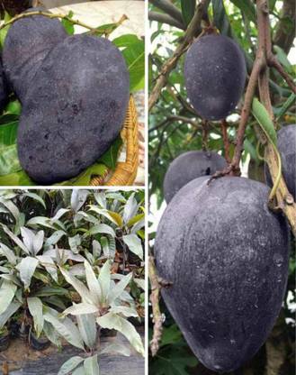 pomgardening Mango Plant