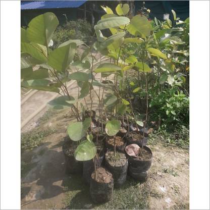 SINGLE BOY PLANT Red Sandalwood Plant