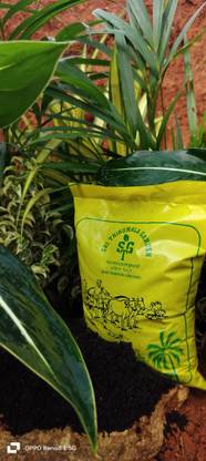 Sri Thirumala Garden Tulsi Plant