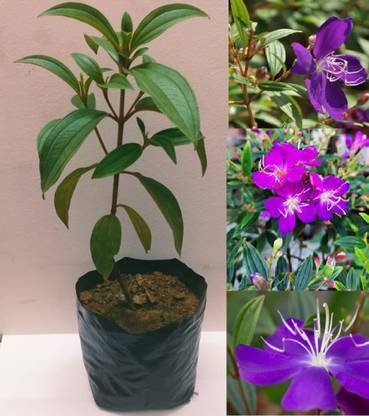 Cloud Farm Melastoma Malabathricum Plant