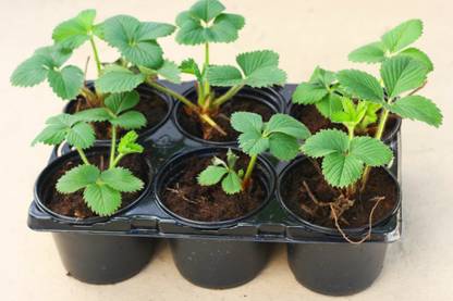 rimardmistu Strawberry Plant