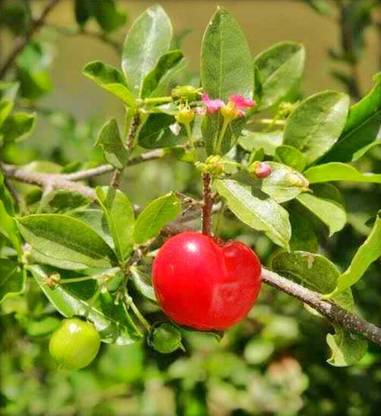 The Entacloo Cherry Fruit Plant
