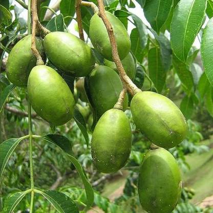Hug A Plant Hog Plum Plant