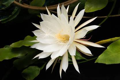 Global Mart Plant Thorny Nightshade Plant