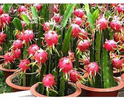 PickPlant Dragon Tree