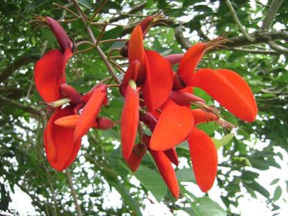 Plantzoin Tiger claw Plant